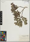 Foto von Salix glauca L. x Salix myrsinites L.